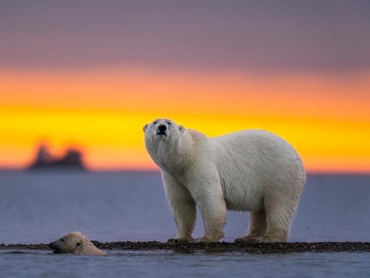 Изображение Белые медведи начали выходить к жилым поселкам на Чукотке
