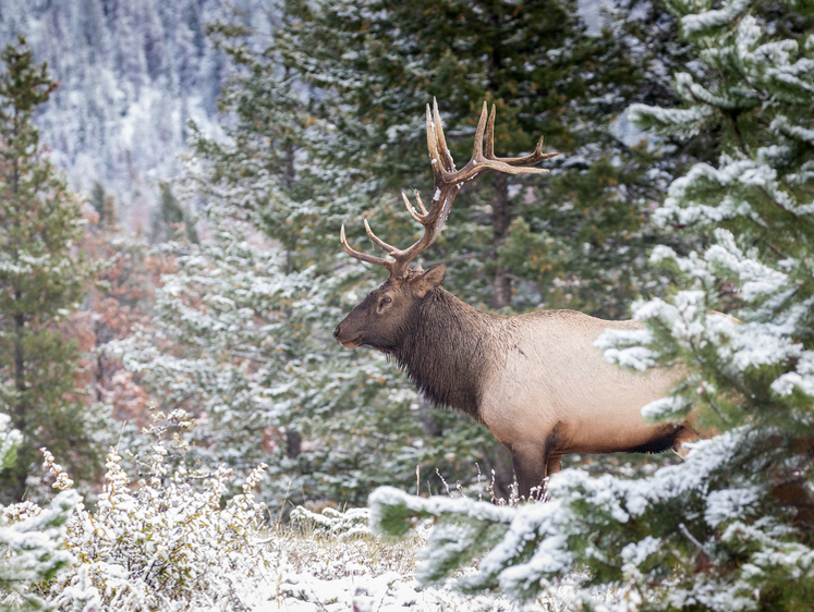 Изображение Югорское православное братство отправит в зону СВО оленьи шкуры