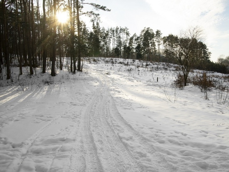 Изображение В Омской области браконьер застрелил косулю на глазах инспектора