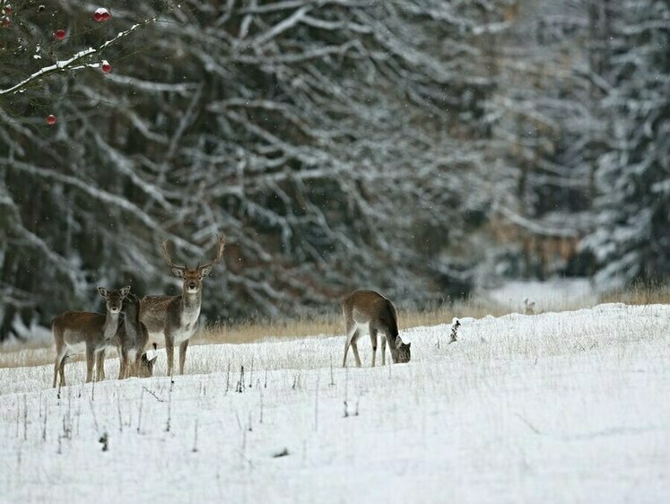 Изображение Охотоведы Тюмени помогают косулям пережить снежную зиму