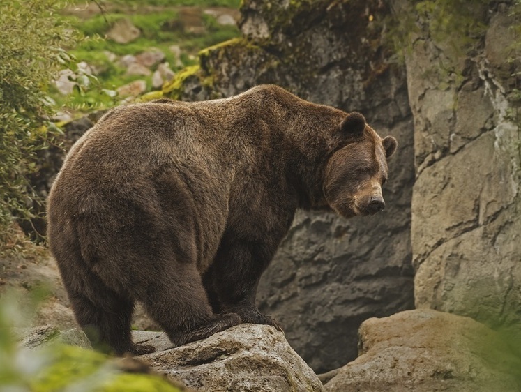 Изображение Лишила лица: медведицу съели после ее нападения на шведских охотников