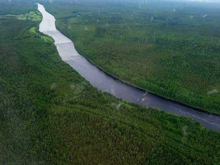 Изображение Принято решение зарыблять хариусом реку Вымь