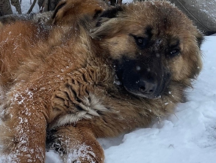 Изображение Похоронили в склепе: дикари заживо засыпали снегом безобидную собаку