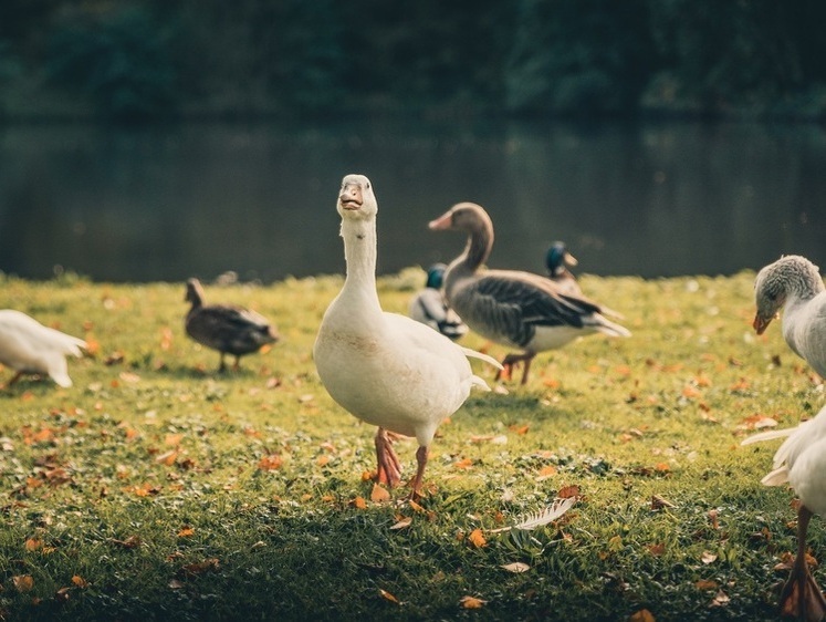 Изображение Выстрелившему в голову ребенка пенсионеру выписали штраф в 530 тысяч