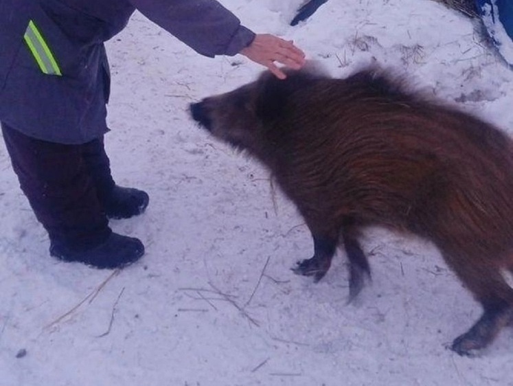 Изображение Под Оренбургом собачьи функции на ферме выполняет домашний кабан
