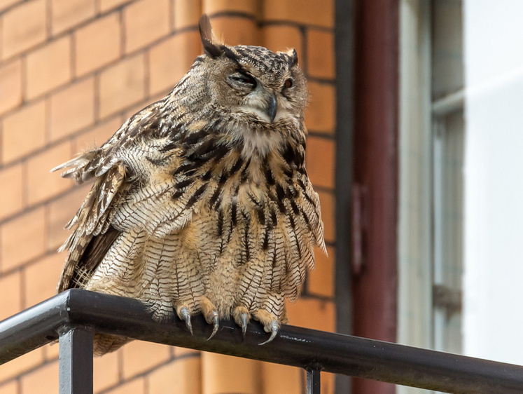 Изображение В Чебоксары массово слетаются совы: ждут весну