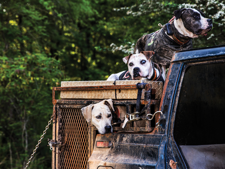 Изображение Кабаньи собаки Алабамы. «Хочу гнать кабана. А не искать своих собак»