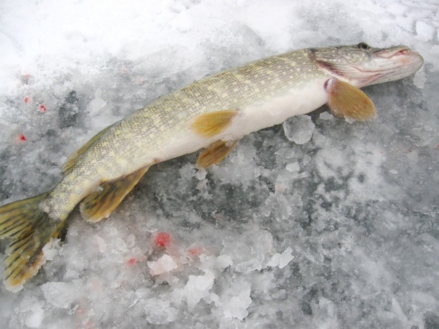 Изображение Фото: Токарева Александра. 