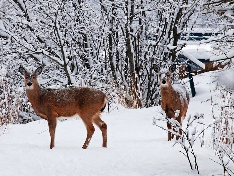Изображение Изящные лани заселят леса Ярославской области