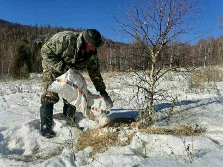 Изображение В лесах Бурятии зверю и птице помогают пережить зимнюю бескормицу