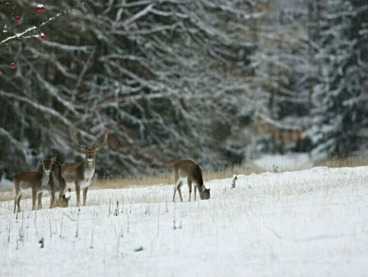 Изображение Сколько стоит незаконный отстрел двух косуль