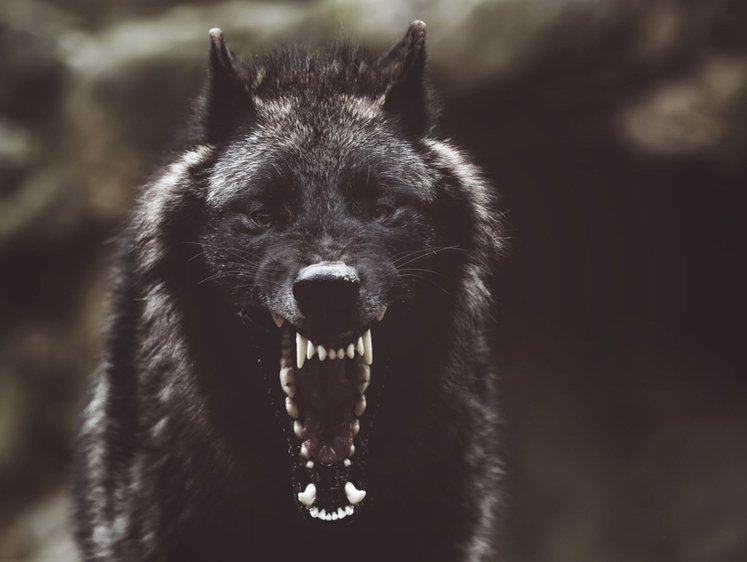 Изображение Во Владимирской области нашли очередной очаг бешенства