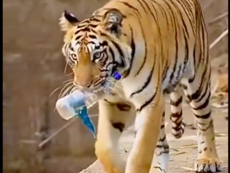 Изображение Тигр-эколог объявился в национальном парке Индии