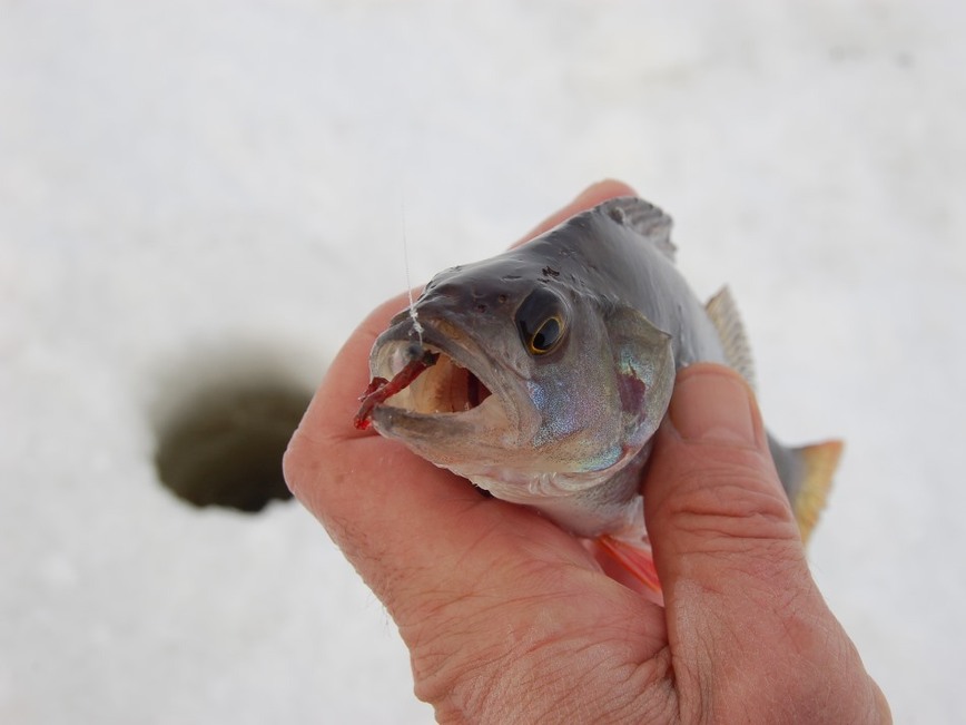 Изображение Фото: Яншевского Андрея.