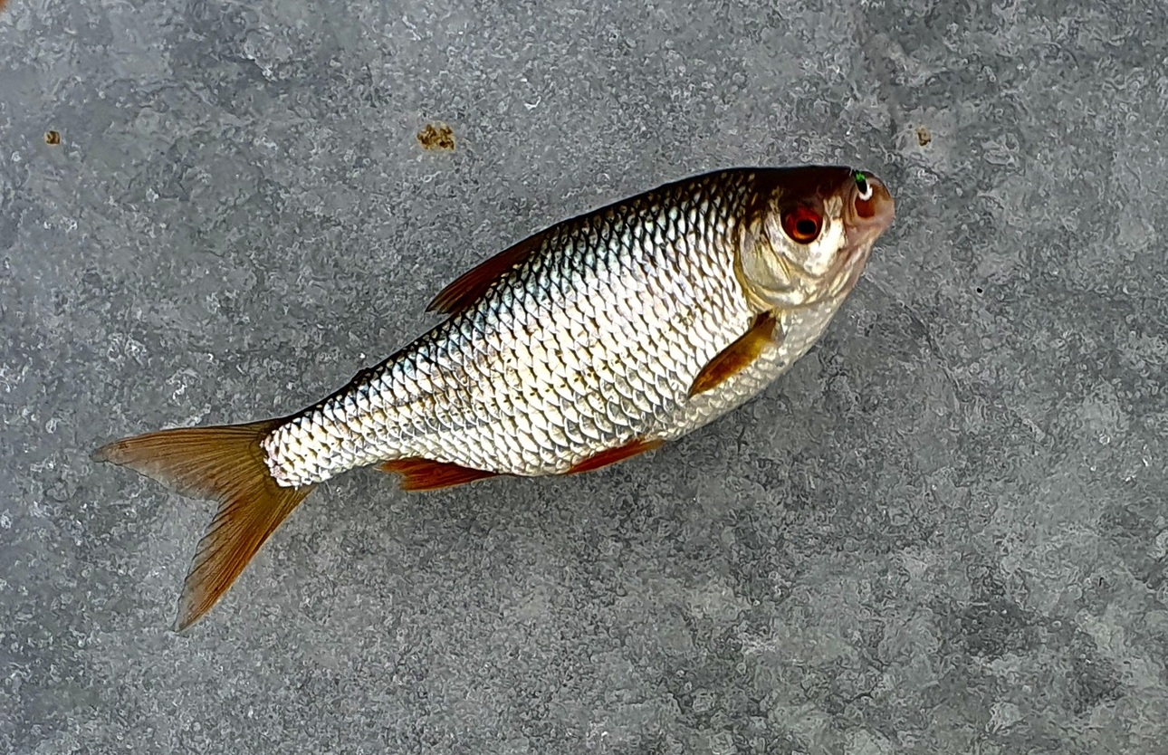 Изображение Ловля плотвы на безмотылку – это очень увлекательный вид рыбной ловли. Фото: Шеляга Геннадия.