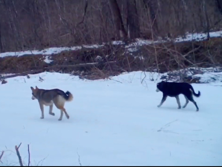 В Приморье бездомные собаки устроили охоту на оленей