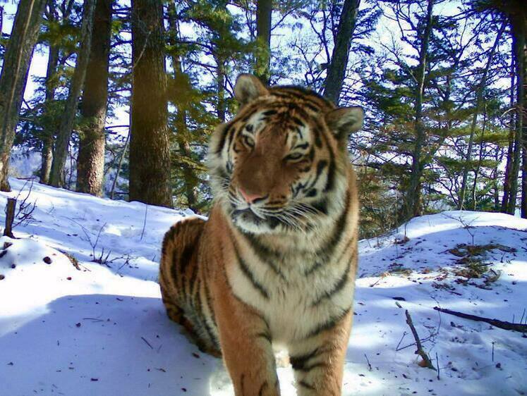 Изображение Приморский обозреватель призвал не демонизировать тигриную проблему