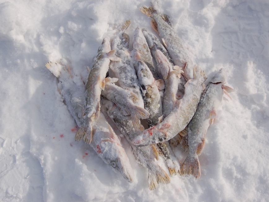 Изображение Фото: Яншевского Андрея. 