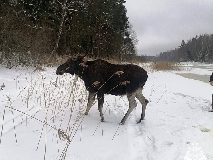 Лосиху с лосенком вытащили из воды в Тверской области