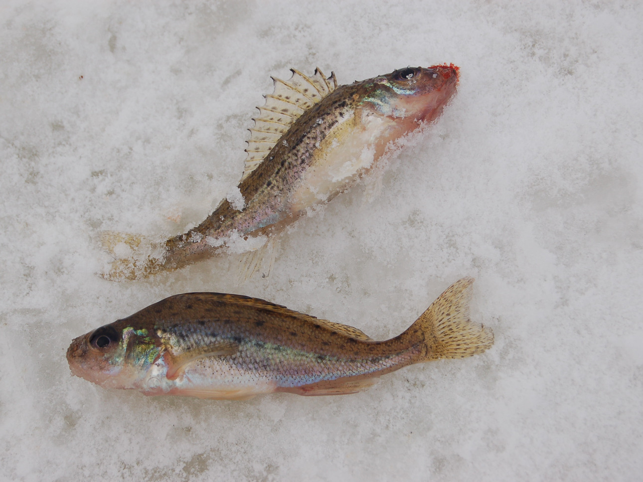 Изображение Фото: Яншевского Андрея. 