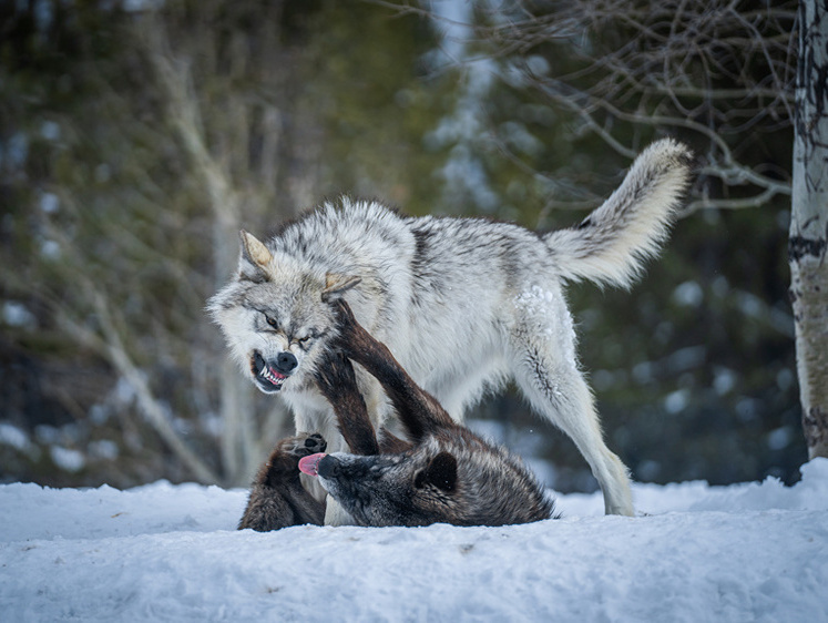 Изображение Собачий геноцид: в Карелии стая волков съела 25 собак в одной деревне
