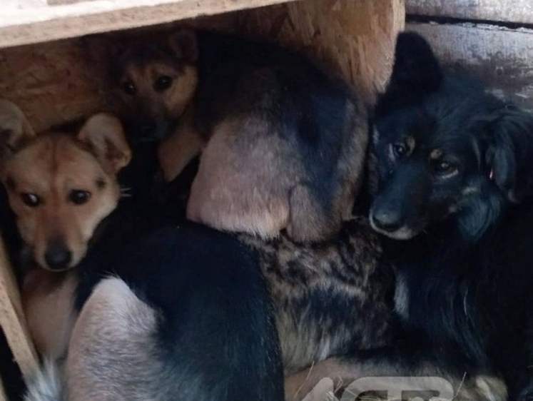 Изображение Псевдогуманность? В сахалинском приюте собаки умирают от недоедания