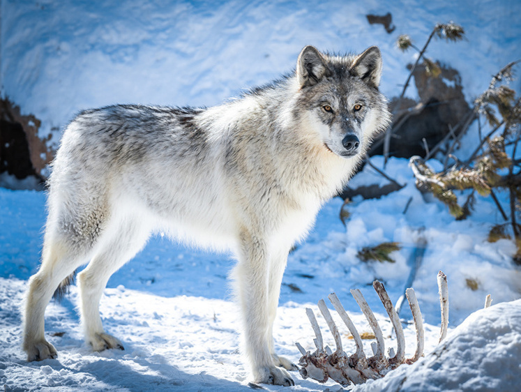 Изображение Задушившую четырех собак волчицу застрелили в Вологодской области