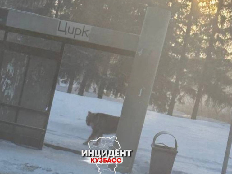 Изображение Цирк ходячий. В центре Кемерова за волка приняли собаку