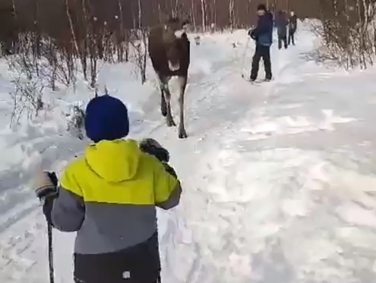 Изображение Лыжню!...Рискованная встреча в лесу с лосихой и ее лосенком (видео)