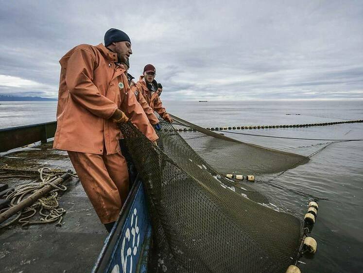 Изображение Больше ста тонн рыбы с Камчатки отправлено за одну неделю в Голландию