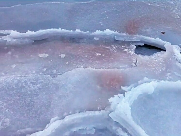 Изображение Ученые объяснили причину появления «кровавого» снега в Приморье