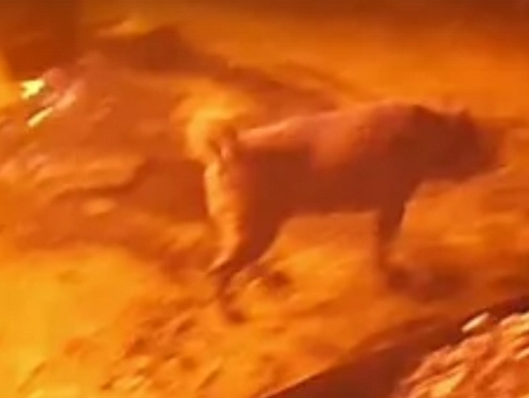 В Ленобласти спасли собаку, привязанную возле загоревшихся построек
