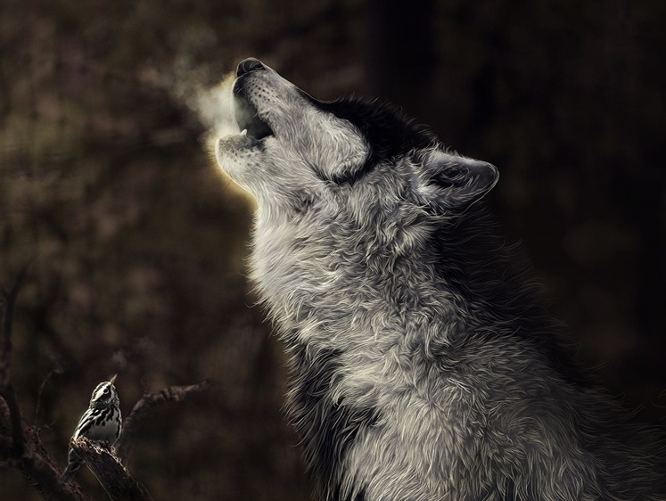 Изображение Якутская вендетта: за любого убитого брата волки мстили трупом лошади