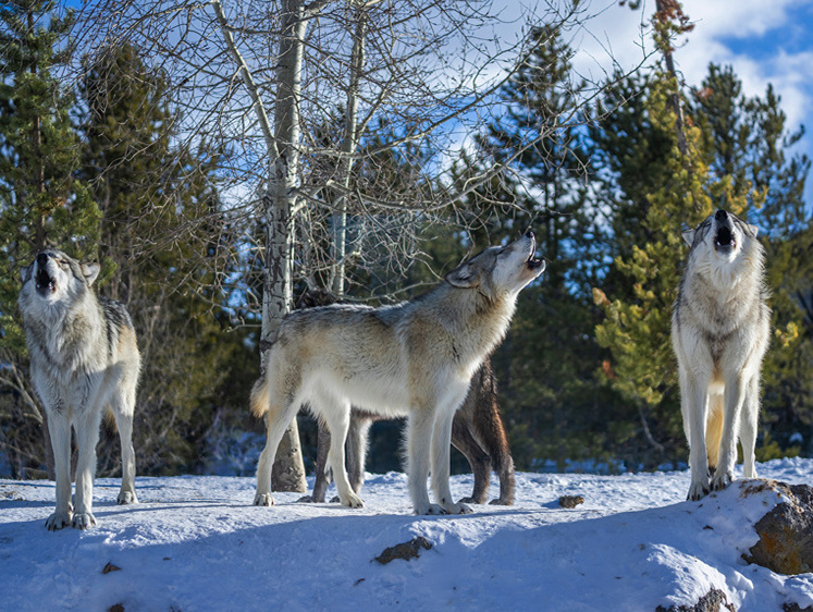 Изображение Пирушки у ворот: оренбургские волки все ближе подходят к жилым домам