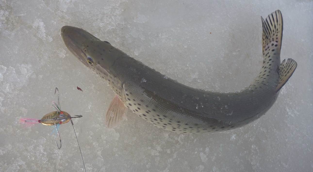 Изображение НА золочёный плоскодонный балансир. Фото: Смирнова Александра. 
