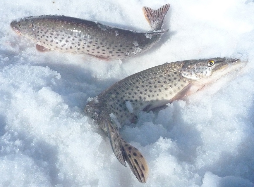 Изображение Амурские щуки крутые хищницы. Фото: Смирнова Александра. 