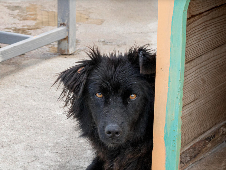 В Кузбассе устали ждать помощи и сами расправляются с ничейными псами