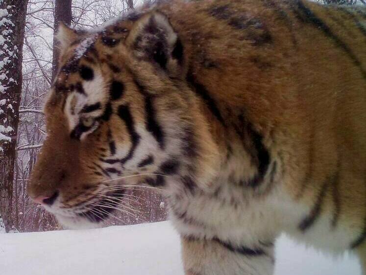 Подозреваемому в убийстве тигра грозит 9 лет тюрьмы