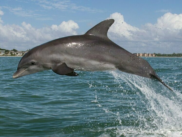 В Крыму на побережье выбросило дельфина