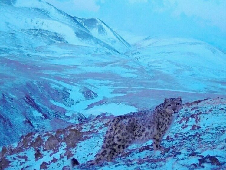 Изображение Громкое «мяу» в ночи: снежный барс ждет свою кошку