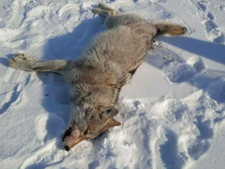 Изображение Волков чаще стали замечать на юге Томской области