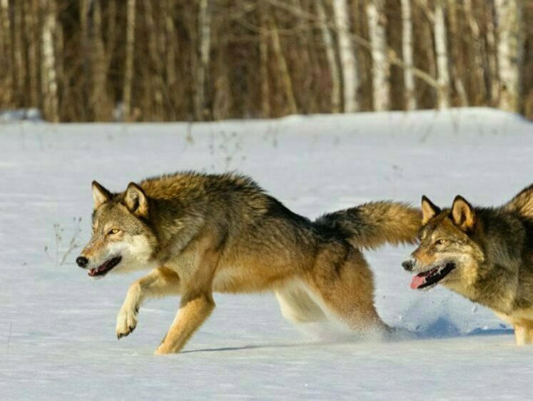 В Ленобласти отловили за осенне-зимний сезон более 170 волков