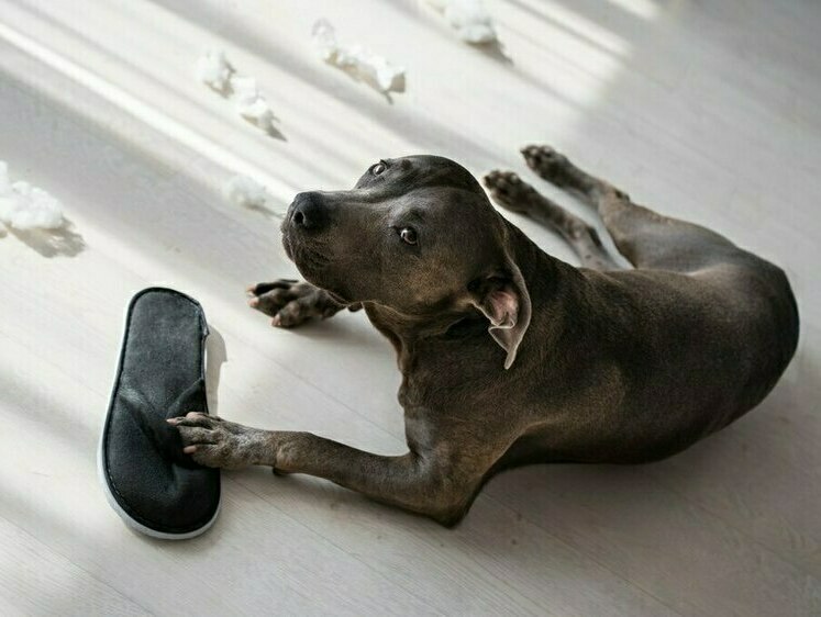 Изображение Кусачая сахалинская собака напала на женщину 90 лет во дворе дома