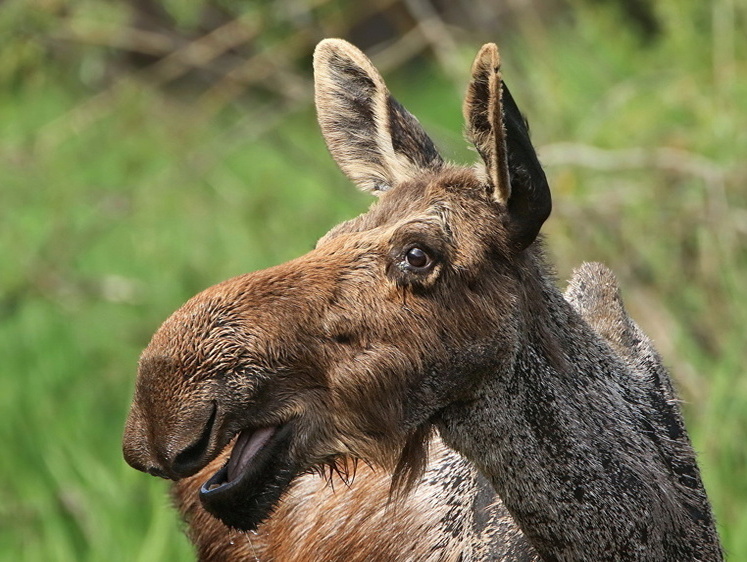 Изображение Три мешка с лосиным мясом в багажнике: под Костромой пойман браконьер