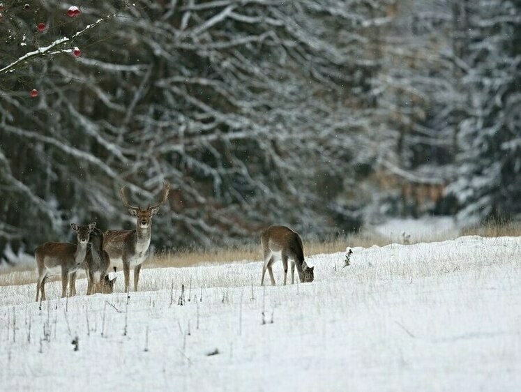 Изображение В Рязанской области судят браконьеров