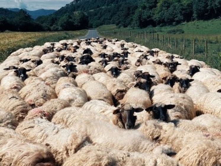 Изображение Собаки растерзали 15 овец в бурятском селе