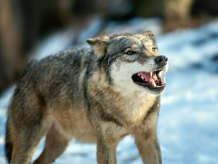  В Карелии волк унес раненую собаку, оставив кровавый след на дороге