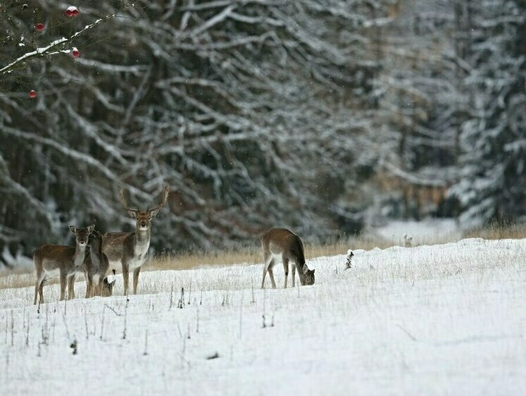 Изображение Новосибирскую косулю отправили снимать стресс в лесную столовую