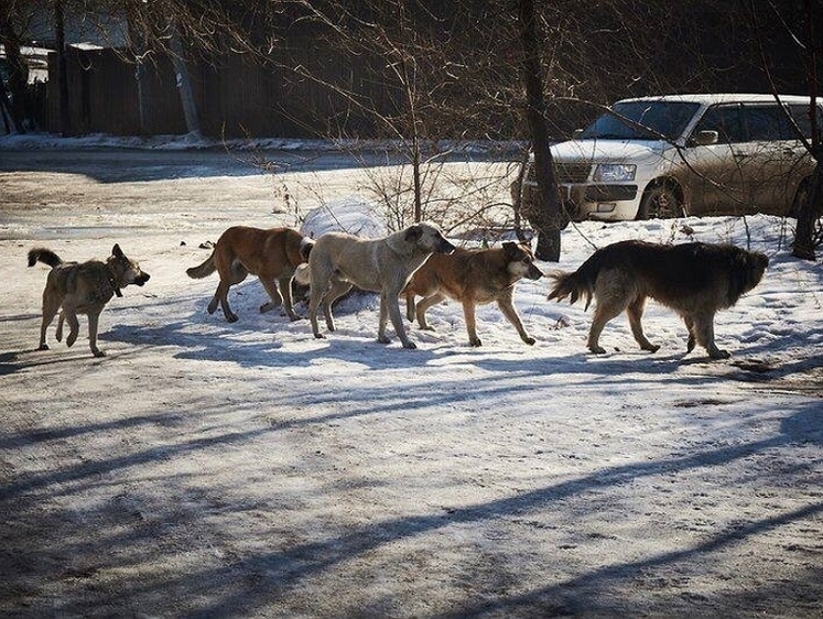 Страшно ходить по улицам: в Кемерово лютуют брошенные собаки