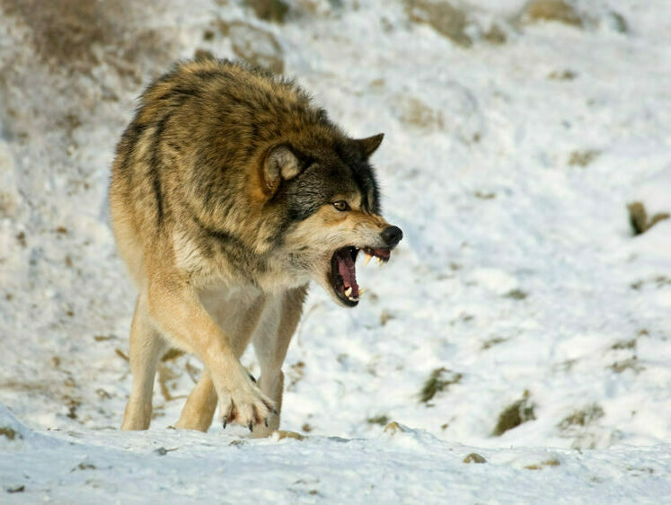 Изображение Когда нападают волки. Пять острых историй от американских охотников